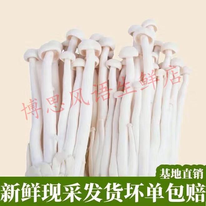 白玉菇这样做鲜掉眉毛！超简单！